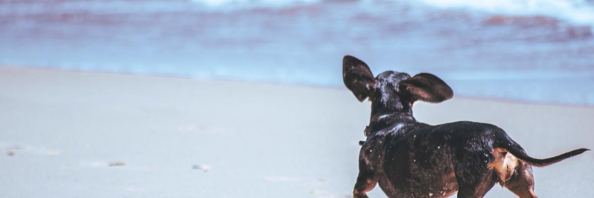 Dog beach near me