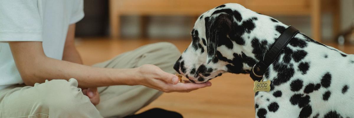 Pet Food Pantry Near Me