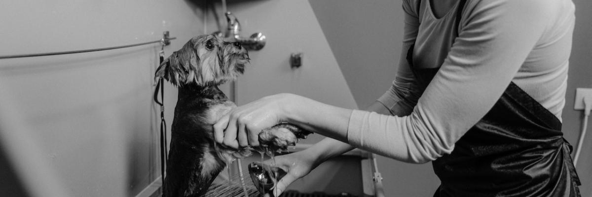 Pet washing stations near me