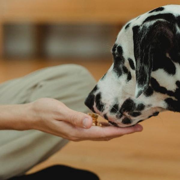 Pet Food Pantry Near Me